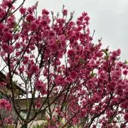 まきまきの画像