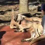 RAI