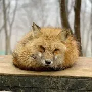 まつの画像