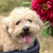 ゆぴたんぷー