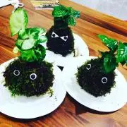 おいちゃんの画像