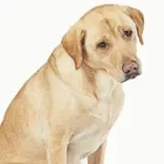 マサキの画像