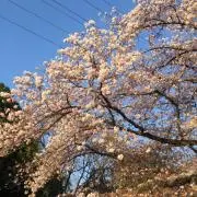 ☆彡の画像