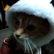ぶいの画像