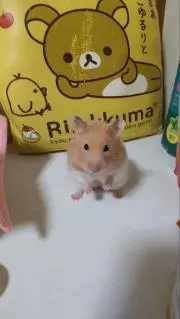 ハムハムいいよの画像