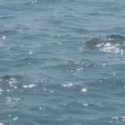 サリ～