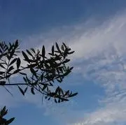 オリーブの画像