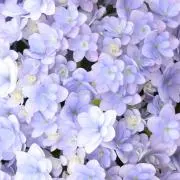 なみの画像