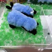 ゆうせいの画像