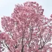 格安ママの画像