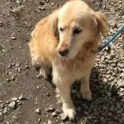 はると