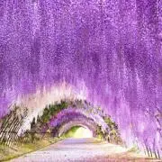 sati＊断捨離中（4〜7日後発送）の画像