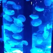 セラヴィの画像