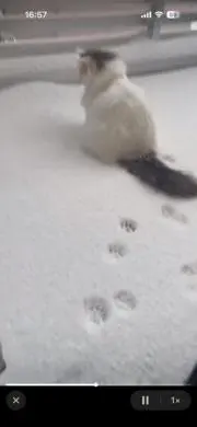 はな