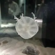 しんの画像
