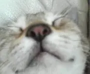 ぷるぷるの画像
