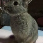 みるぴぃ
