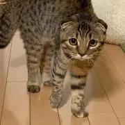 【値段交渉歓迎】しいたけの画像
