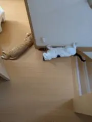 まめの画像