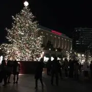 ぽむの画像