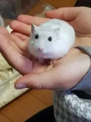 すず1014の画像