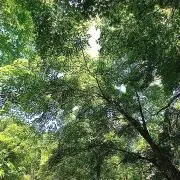 クリサンセマムの画像