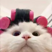 미の画像