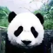 PANDAの画像