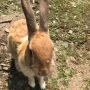 購入が多くメッセージ無しでお願いします。