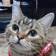 猫好き人の画像