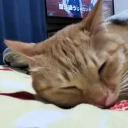 かおち