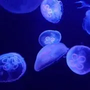 たれパンダの画像