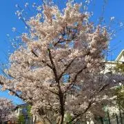30の画像