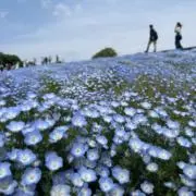 マユルの画像