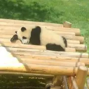 ハイジ
