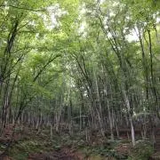 ちゃーみーの画像