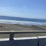 イワシの画像