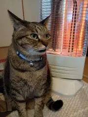 小林の画像
