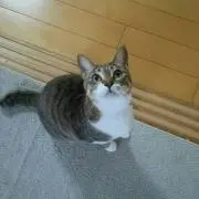Aiko