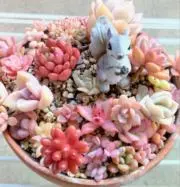 coco2388の画像