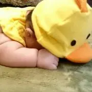 子育てひよこ衣替え中の画像