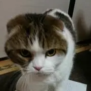 らてこの画像