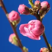★トラ★の画像