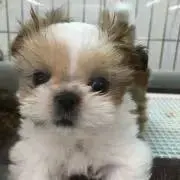 ぶよの画像