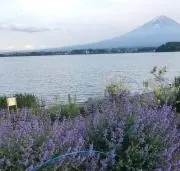 ゆりあの画像