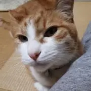 とらもも