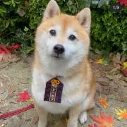 マサさんの画像