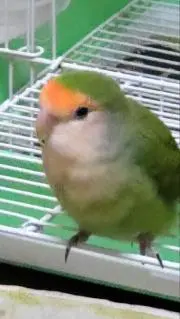 まるちゃん