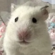 春風の画像