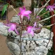 植物じいじ